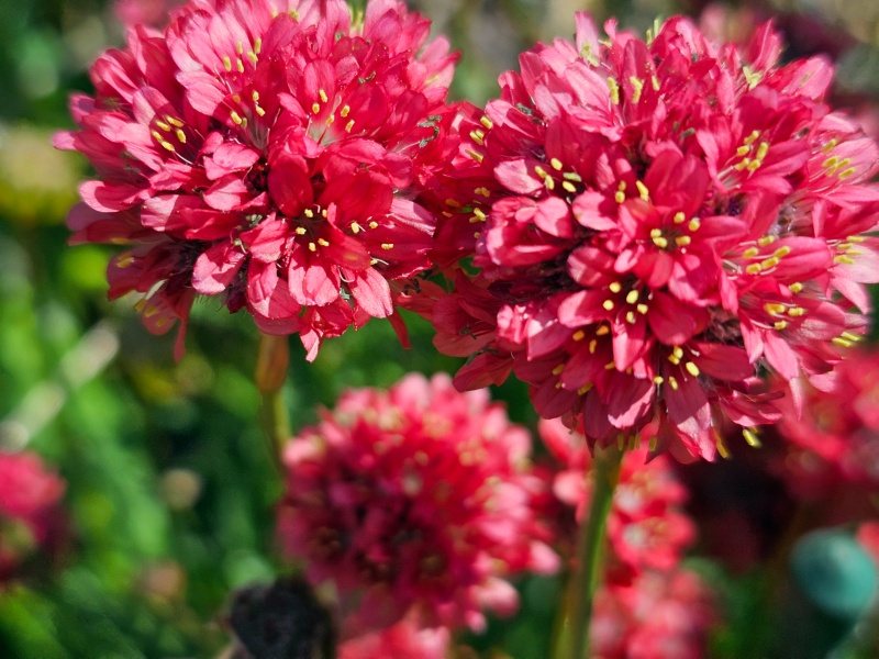 Wegerich-Grasnelke - Armeria pseudarmeria 'Joystick Red'