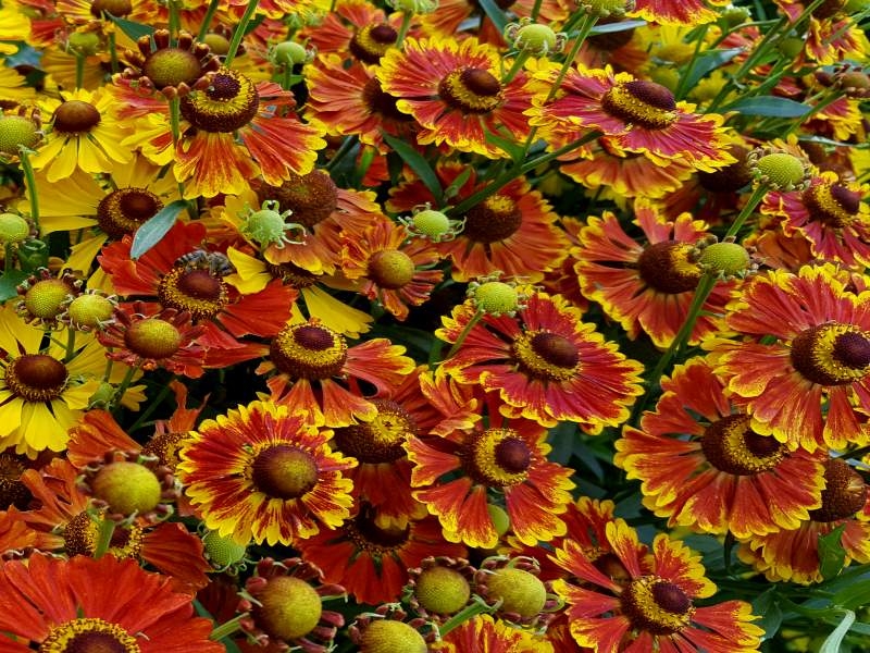 Rot-Gelbe Herbst-Sonnenbraut -  Helenium autumnale