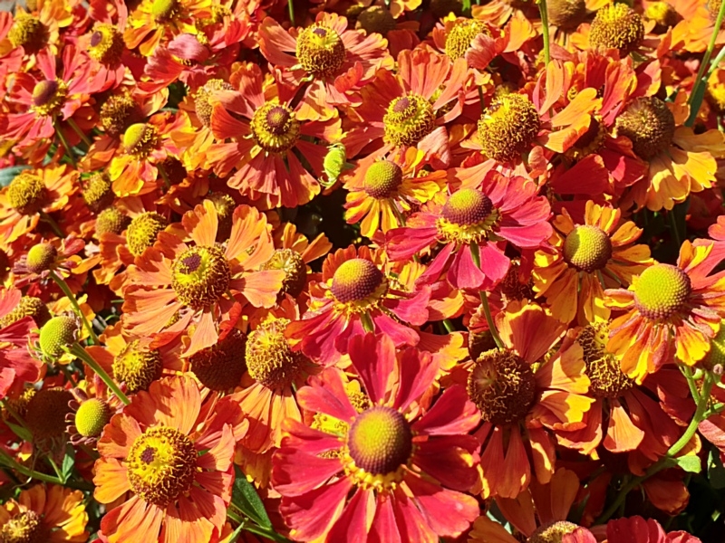 Saatgut Herbst-Sonnenbraut - Helenium autumnale "Indian Summer"