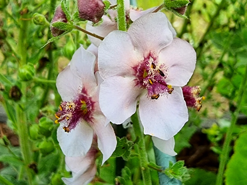 Königskerze 'Violetta Rose' - Verbascum phoeniceum