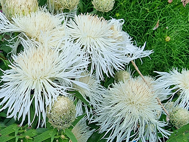 Saatgut Kornblume America - Centaurea americana "White Bride"