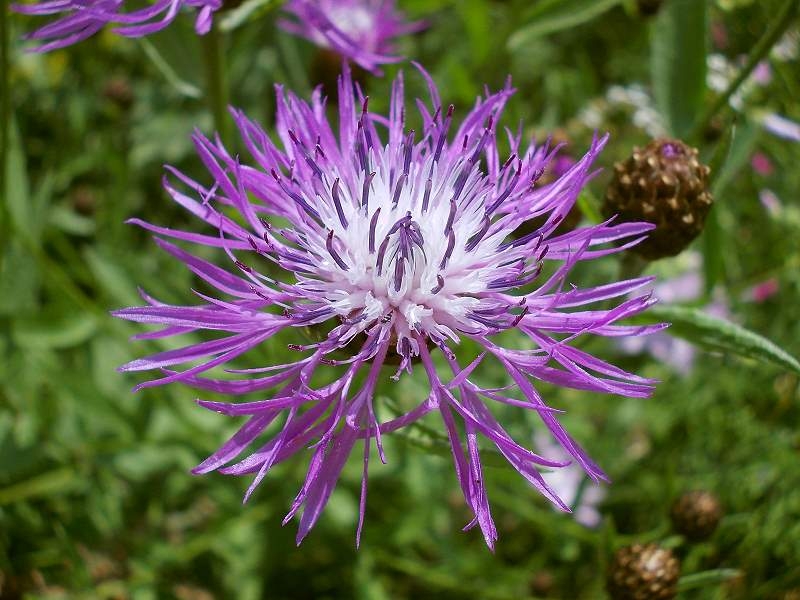 TW Kaukasus-Flockenblume - Centaurea dealbata