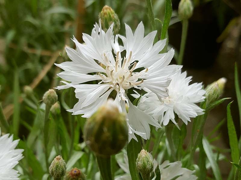 Weiße Kornblume Centaurea cyanus 'White