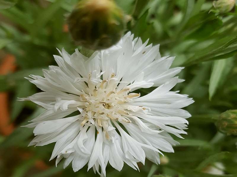 Weiße Kornblume Centaurea cyanus 'White