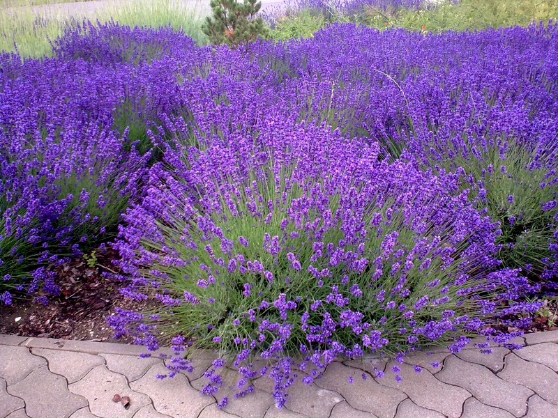Samen des echten Lavendel für den Garten Balkon oder Terrasse zum Selbstpflanzen Die Stadtgärtner Lavendel-Saatgut