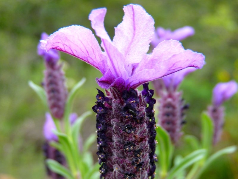 Schopf-Lavendel - Lavandula stoechas