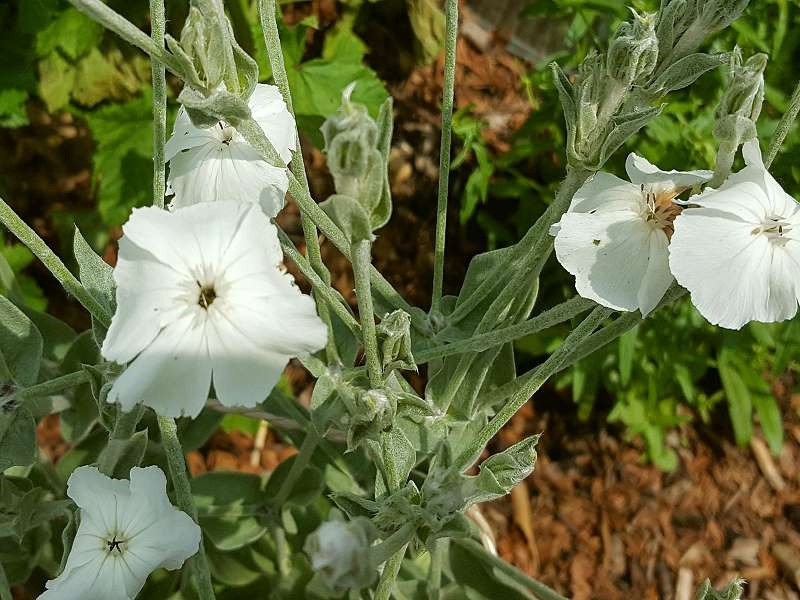 Saatgut Weiße Kronen Vexiernelke - Lychnis (syn. Silene) coronaria 'Alba'