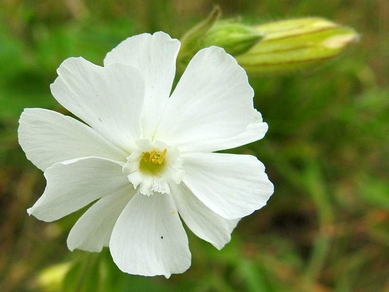 Weiße Kronen Vexiernelke - Lychnis (syn. Silene) coronaria 'Alba'