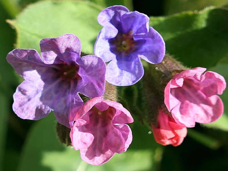 Saatgut Gefleckte Lungenkraut - Pulmonaria officinalis
