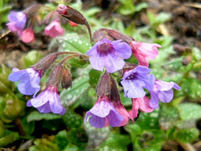 Saatgut Gefleckte Lungenkraut - Pulmonaria officinalis
