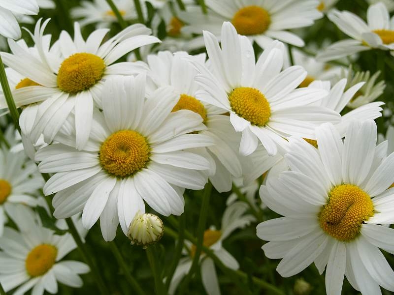 500 Samen Großpackung Wiesen Mutterkraut Margerite Chrysanthemum  DE 
