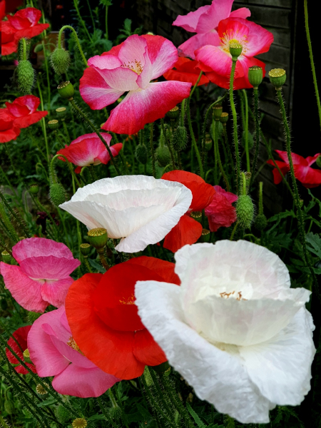 ASHENGTAI Samen 100 St/ücke Multicolor Mohn Sch/önheit mehrj/ährige Subtropische Mohn Gartenpflanze Bonsai Blumen Samen