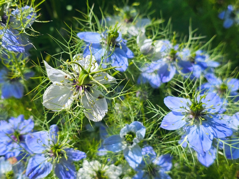 Jungfer im Grünen - Nigella damascena 