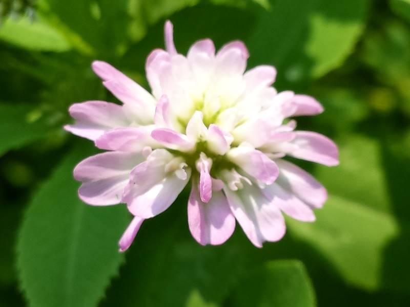 Saatgut Perserklee - Trifolium resupinatum