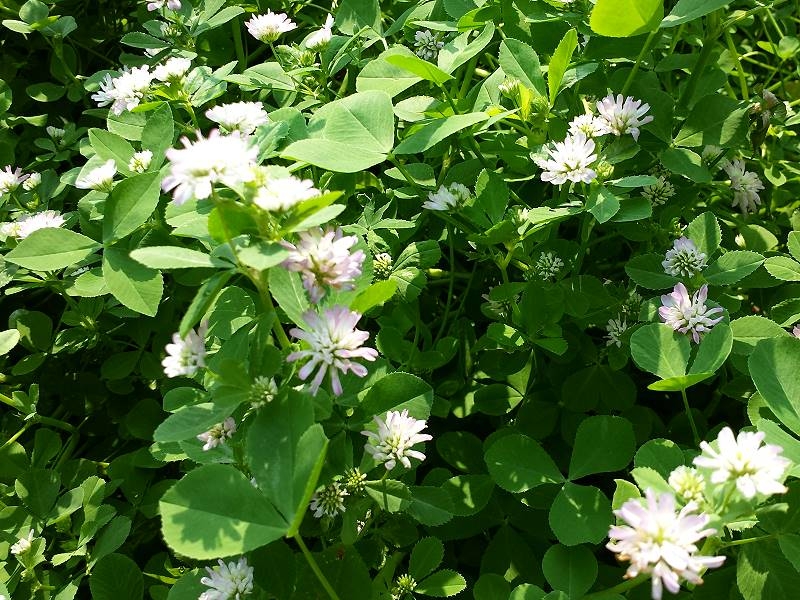 Perserklee 15.000 Samen Trifolium Resupinatum Perser Klee 