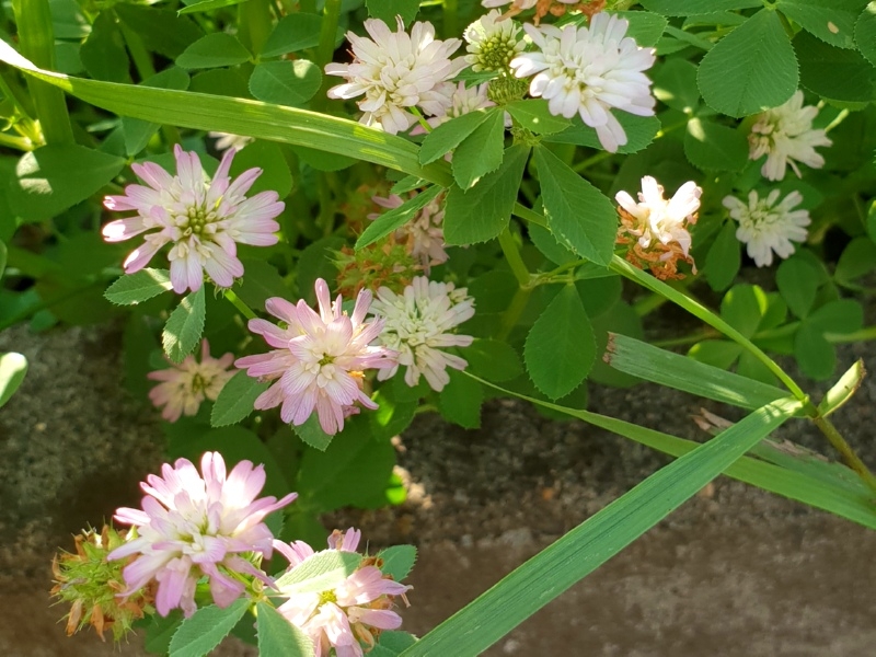 Saatgut Perserklee - Trifolium resupinatum