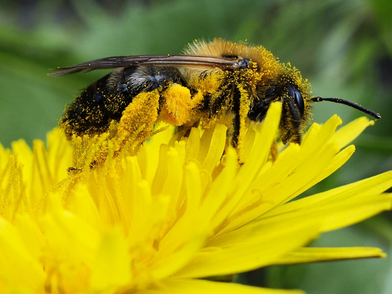 Set - Pollenbeet