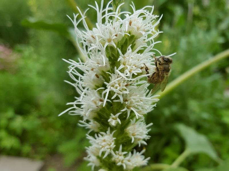 Saatgut Weiße Prachtscharte - Liatris spicata Alba
