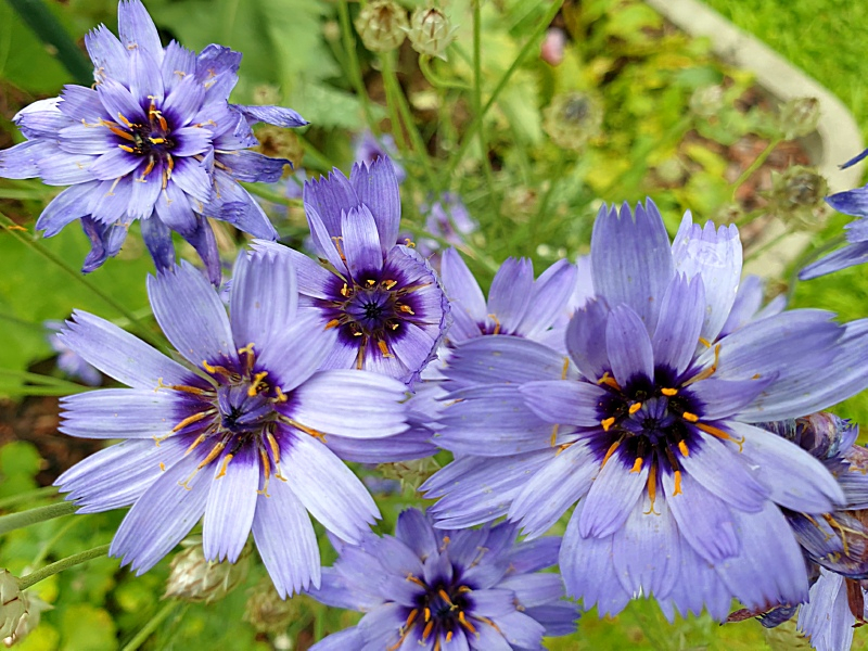 Rasselblumen Blau- Catananche caerulea