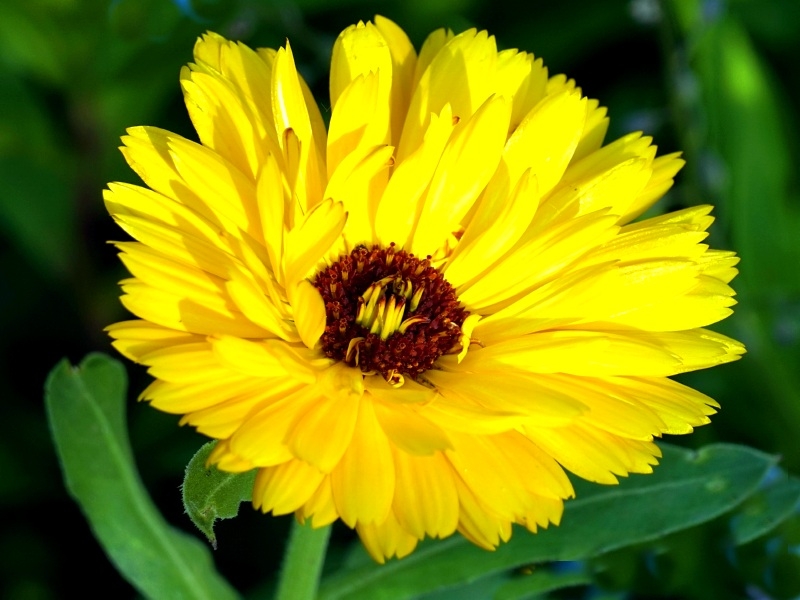 Saatgut Ringelblume "Yellow with Dark Centre" - Calendula officinalis