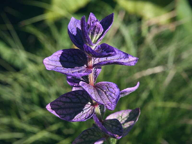 Blauer Schopfsalbei - Salvia horminum 'Blue Monday'