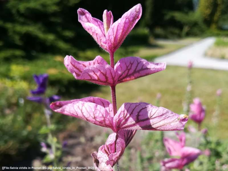 Rosa Schopfsalbei - Salvia horminum 'Pink Sundae'