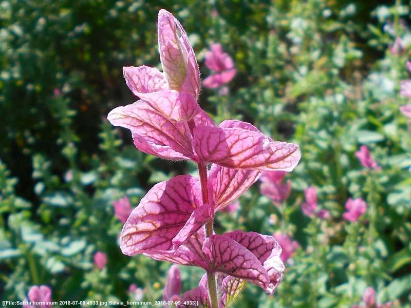 Rosa Schopfsalbei - Salvia horminum 'Pink Sundae'
