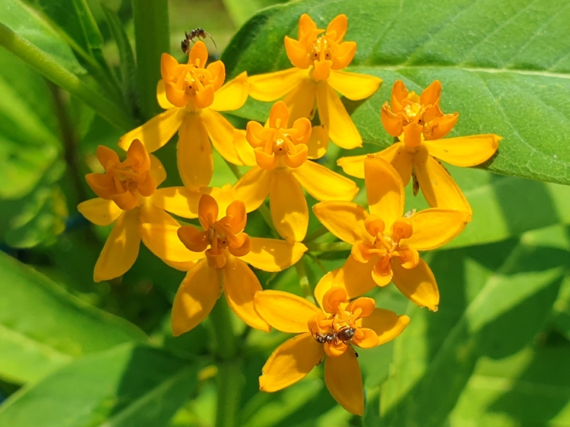 Saatgut Gelbe Seidenpflanze - Asclepias curassavica 'Silky Gold'