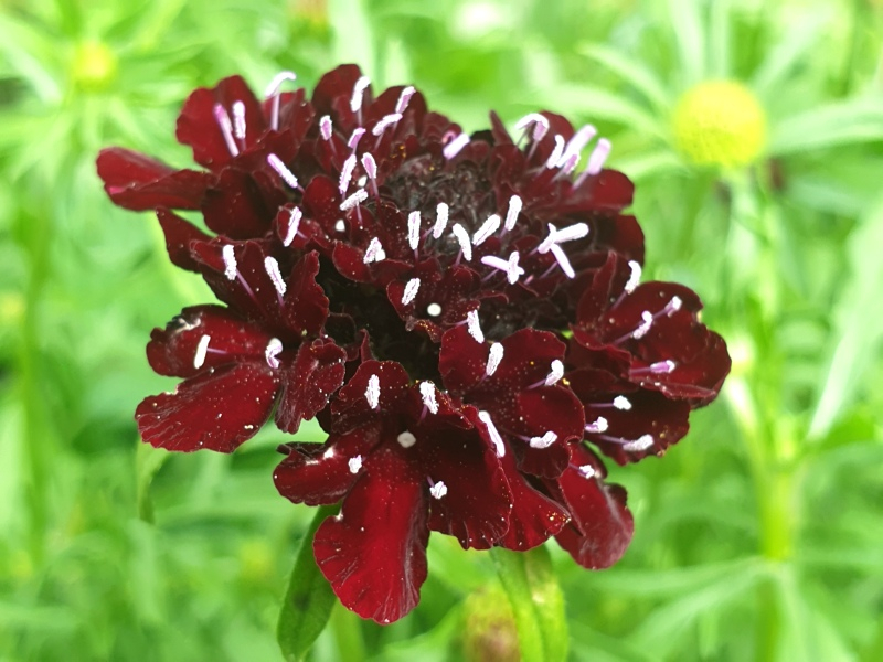 Saatgut Garten Skabiose 'Black Knight' - Scabiosa atropurpurea