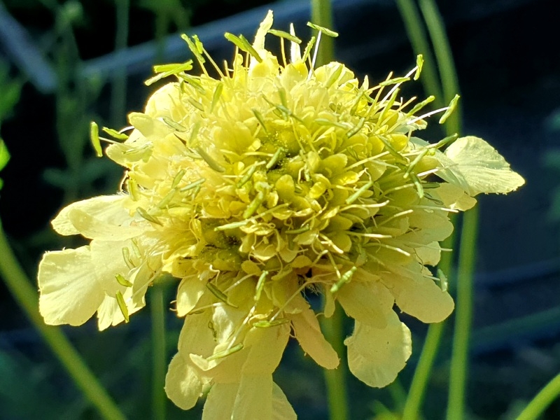 Gelbe Riesenskabiose - Cephalaria gigantea