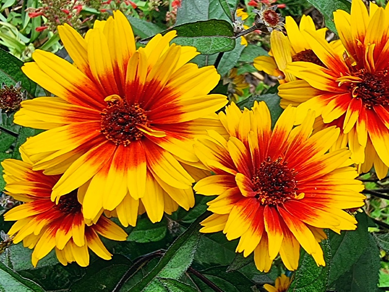 Sonnenauge - Heliopsis helianthoides "Funky Spinner"