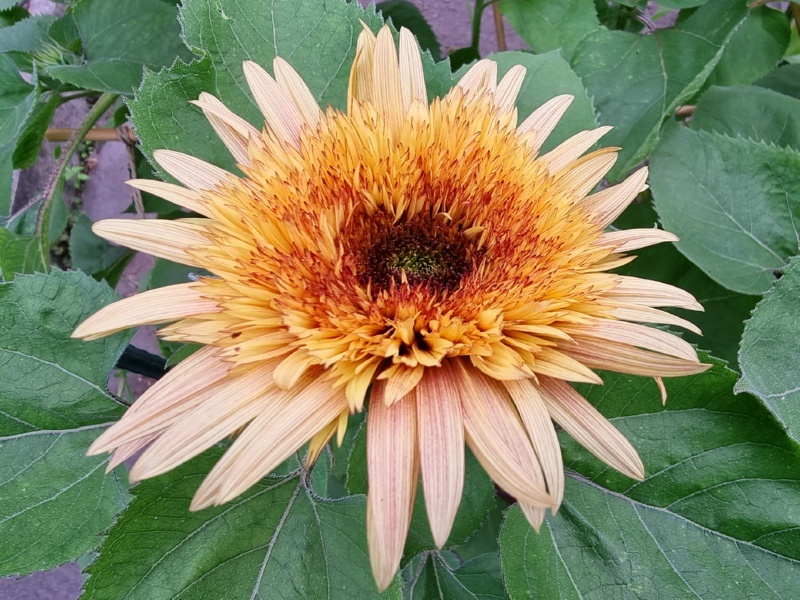 Sonnenblume Helianthus annuus 