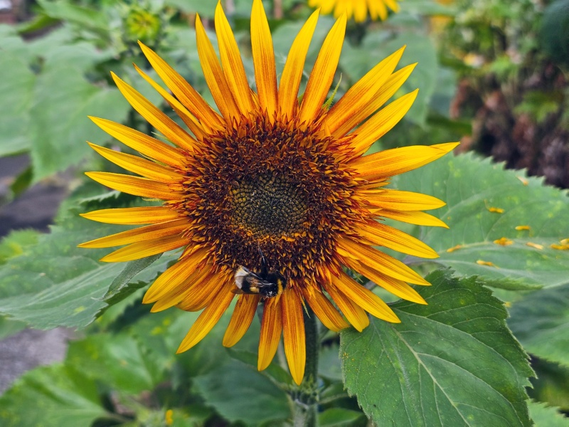 Stern-Sonnenblume - Helianthus annuus 'Astra Yellow Brown'