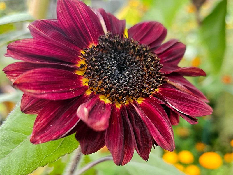 Sonnenblume Chocolat- Helianthus annuus