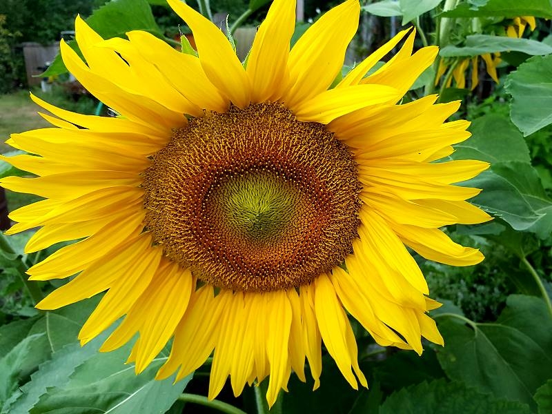 Sonnenblume 'Sunshot Golds' F1 Helianthus annuus 38776 Samen 40-50 cm hoch