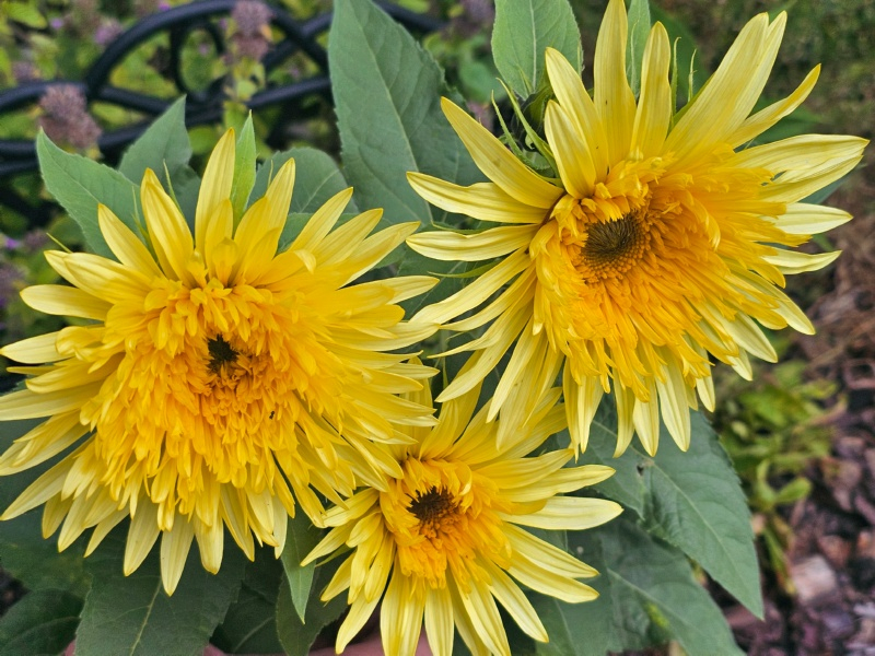 Sonnenblume - Helianthus annuus 