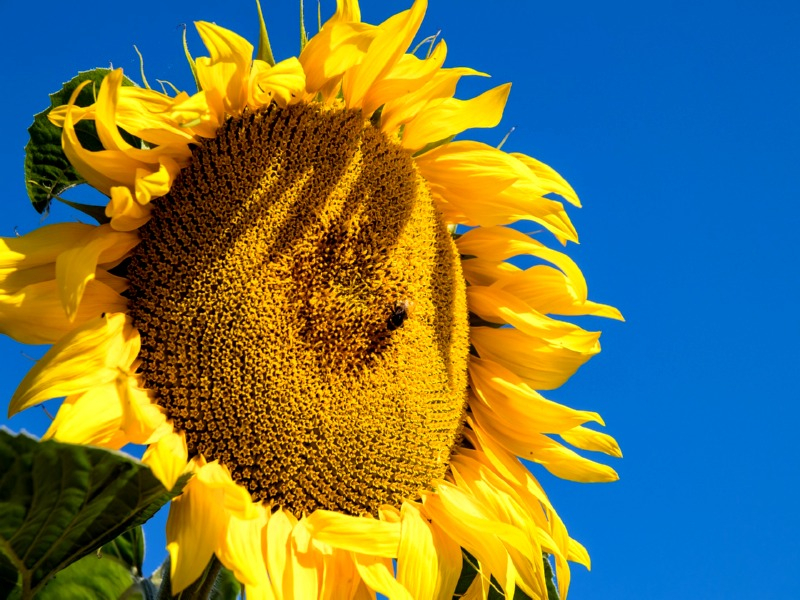 Samen Extrem hoch Sunflower 5 Giant Riesen Sonnenblume Mongolian Giant He 021 
