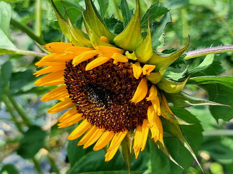 Sonnenblume - Helianthus annuus "Sun Green"