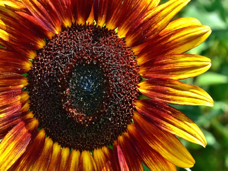 Sonnenblume - Helianthus annuus 'Velvet Queen Orange'