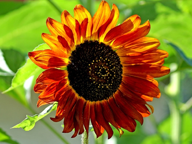 Sonnenblume - Helianthus annuus 'Velvet Queen Orange'