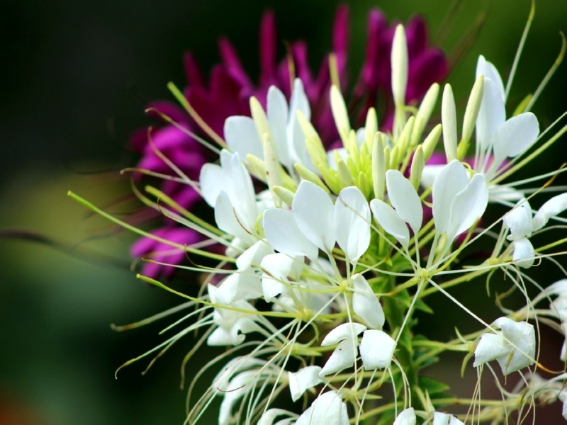 Saatgut Spinnenblume - Cleome hassleriana 'White Queen'