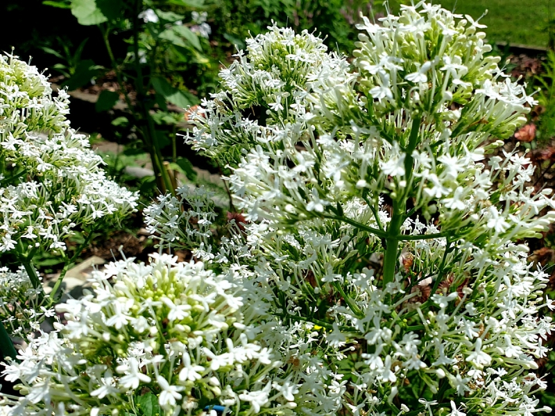 Saatgut Weiße Spornblume - Centranthus ruber 'Albus'
