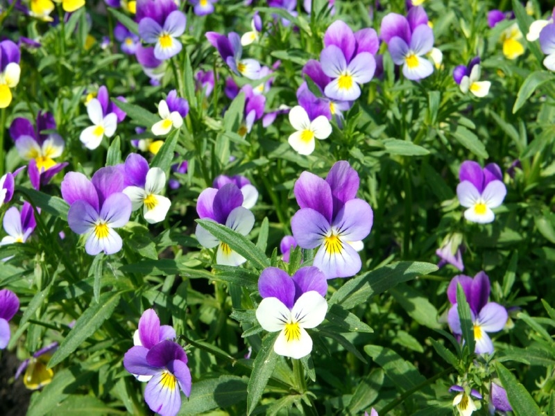 Saatgut Wildes Stiefmütterchen - Viola tricolor
