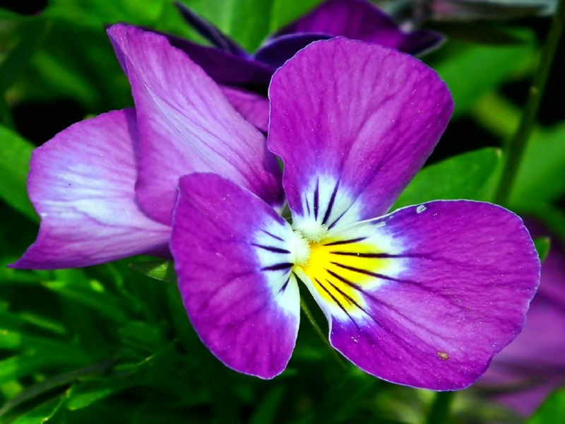 Wilde Stiefmütterchen - Viola tricolor