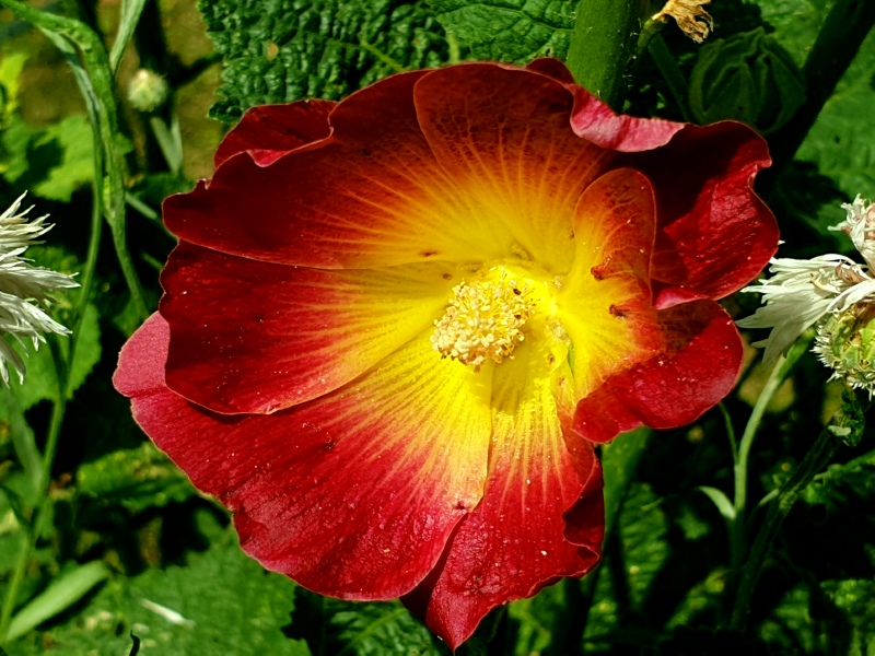 Gewöhnliche Stockrose - Alcea rosea "Halo"