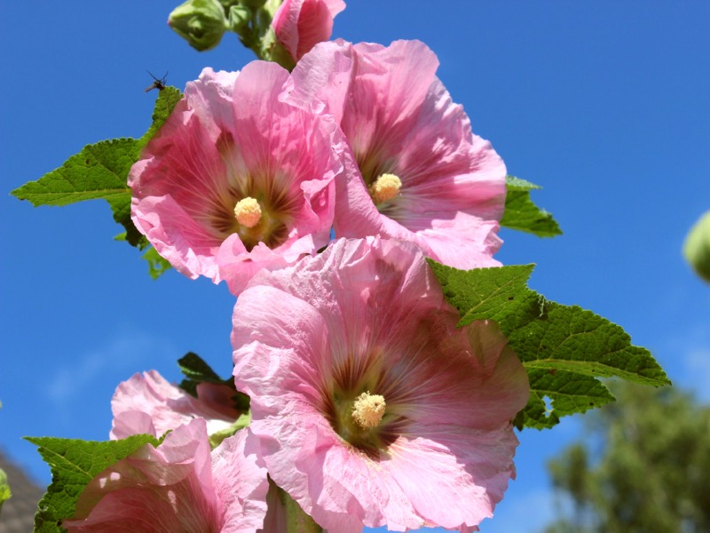 Saatgut Gewöhnliche Stockrose Rosa - Alcea rosea