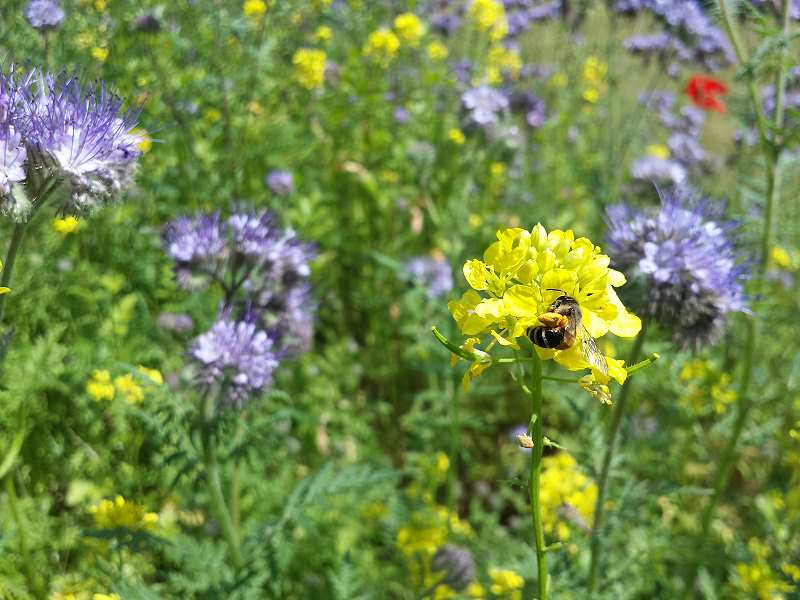 Saatgut Pollen- und Nektarwiese - Bienen Grundmischung
