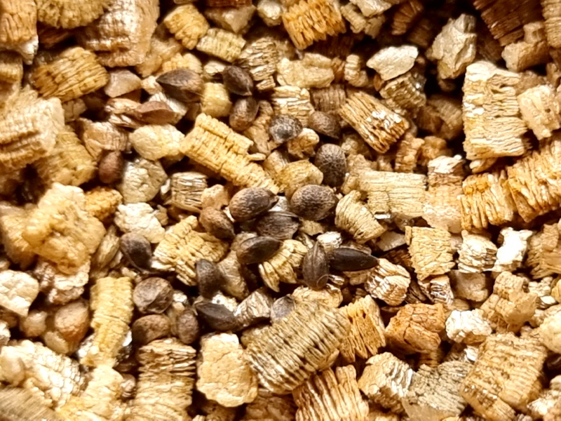 Vermiculit---Anzuchtmaterial