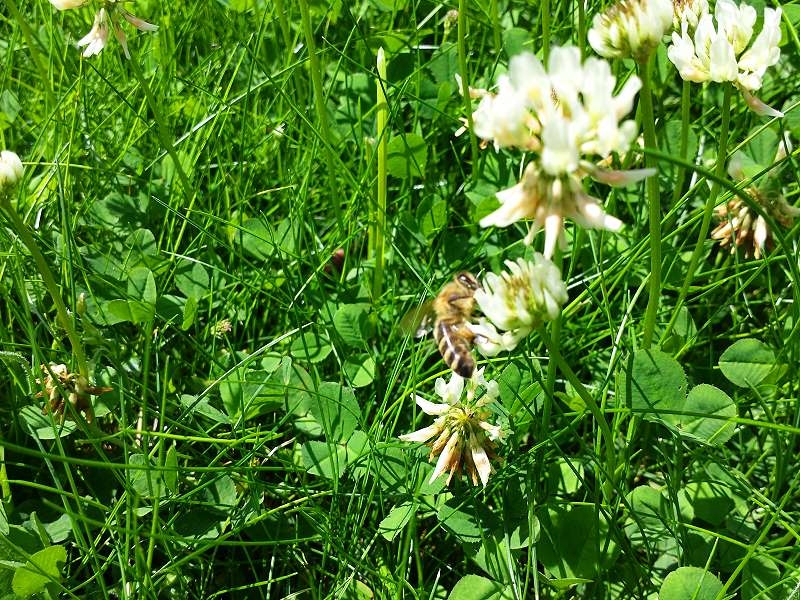 Weißklee Trifolium Repens 30000 Samen Weiß Klee Futterpflanze  Heilpflanze 