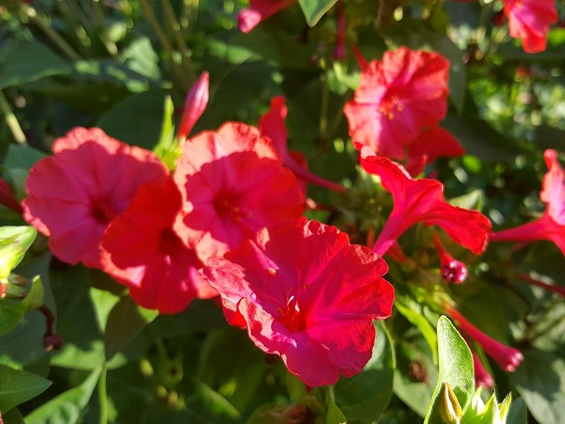 Rote Wunderblume - Mirabilis jalapa Red